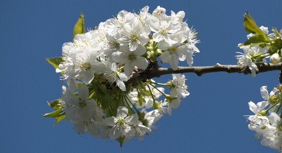 Cherry tree cherry blossom spring photo
