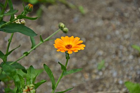 Bloom plant nature