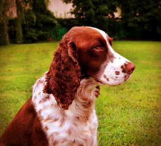 Animal cute puppy