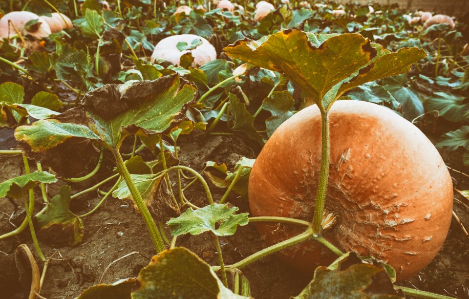 Helloween vegetables harvest