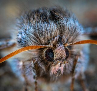 Macro portrait insect