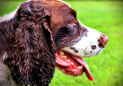 Animal cute puppy