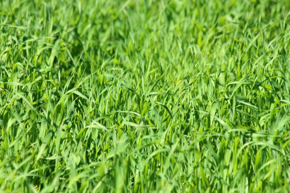 Sprouts nature vegetable garden