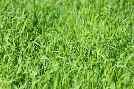 Sprouts nature vegetable garden photo