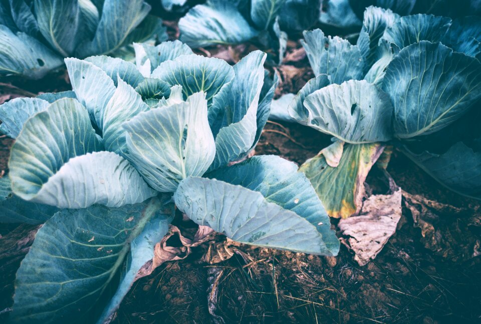Herb vegetables healthy