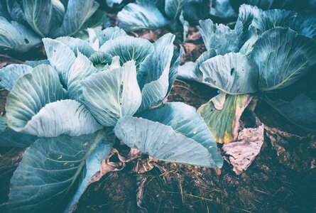 Herb vegetables healthy