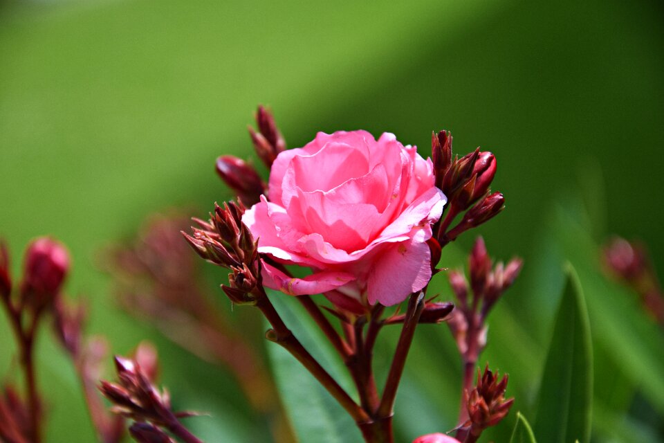 Nature flowers romantic