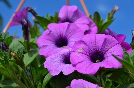 Nature garden petunia