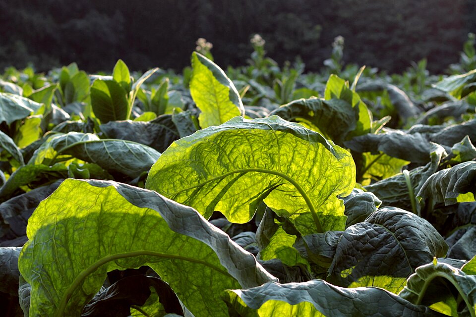 Broadleaf green plants