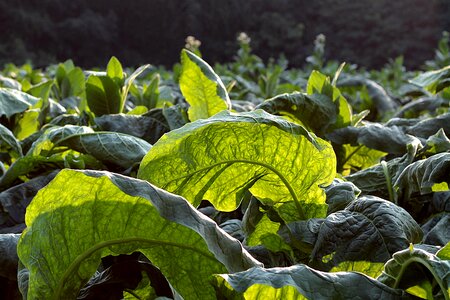 Broadleaf green plants