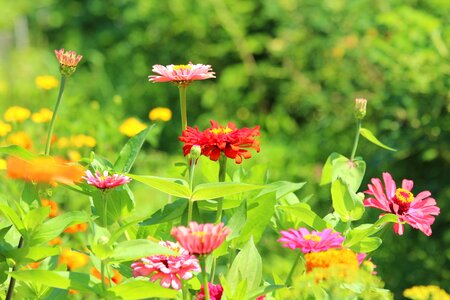 Nature plant garden