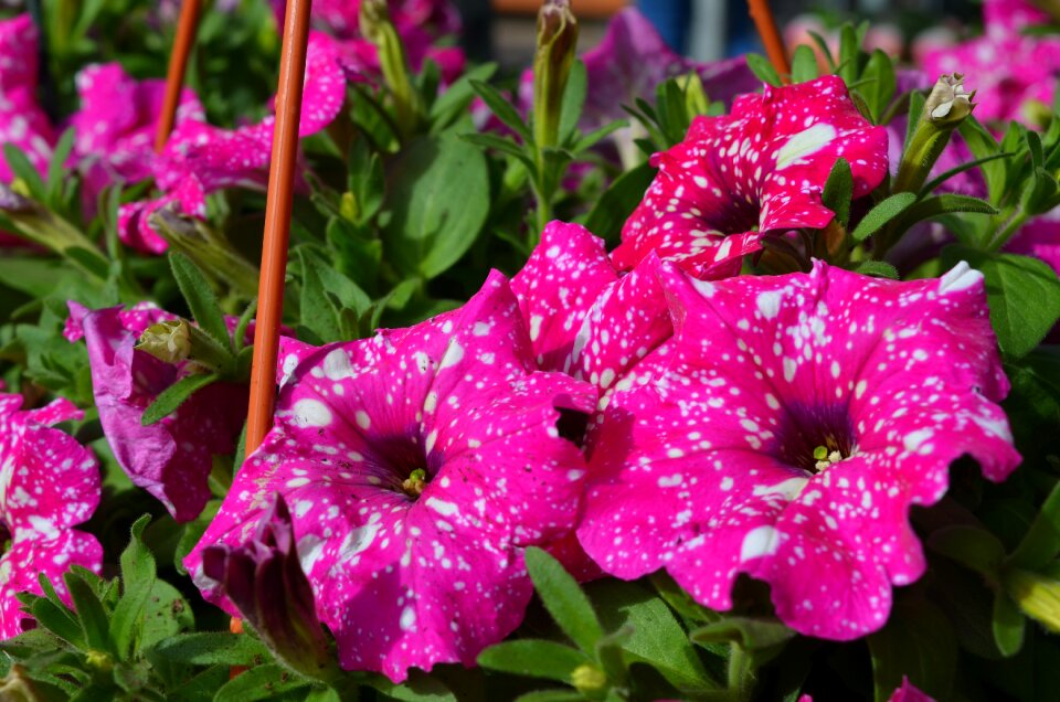 Nature garden petunia