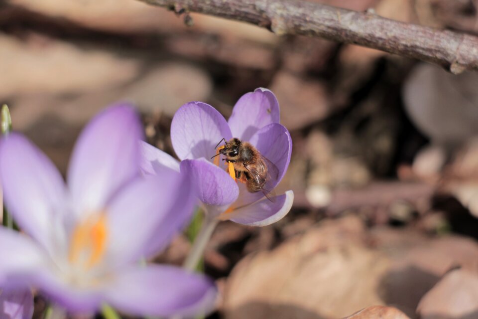 Petal flowers bee photo