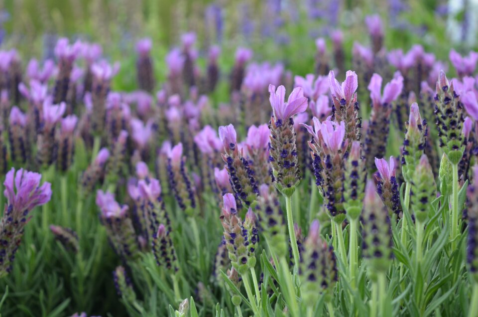 Nature garden lavender photo