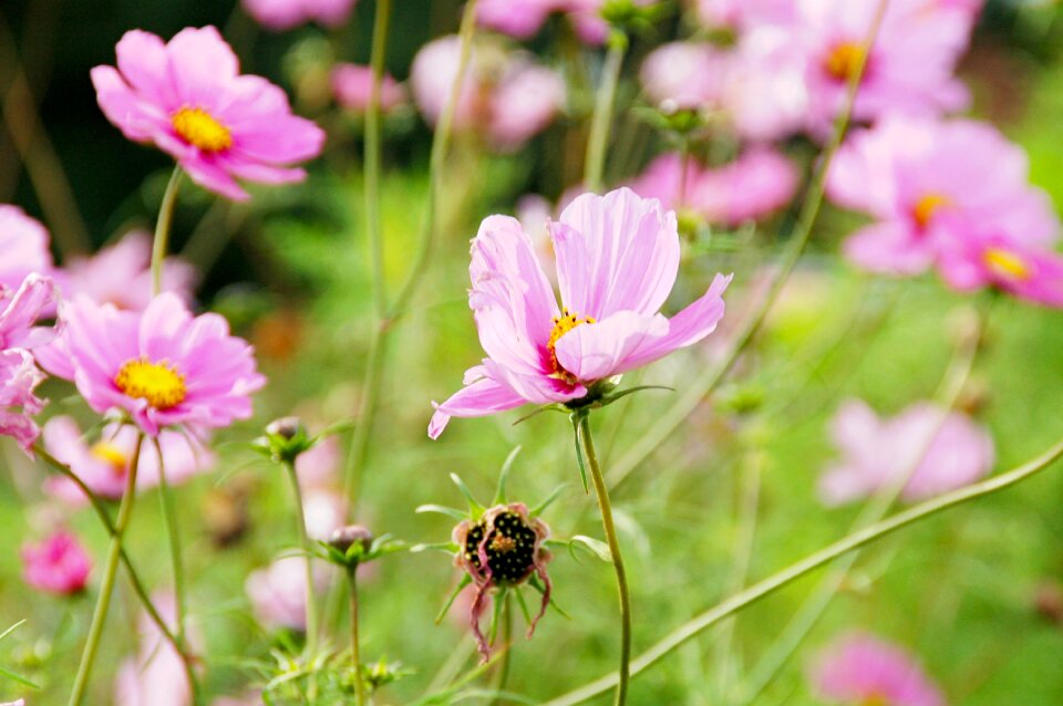 Bloom nature field