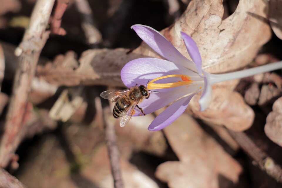 Petal flowers bee
