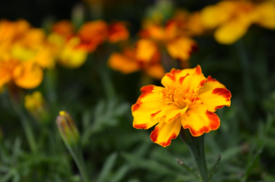 Nature garden marigold