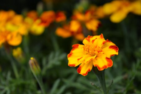 Nature garden marigold photo