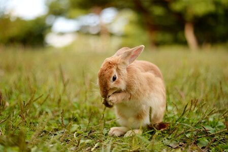 Cute your mammals