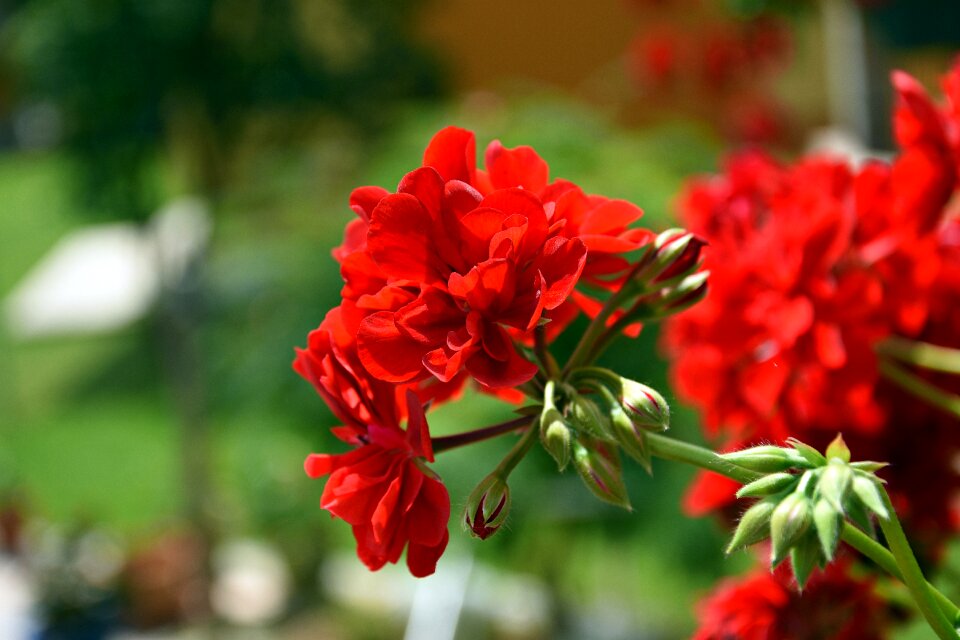 Blossom bloom flora
