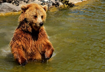 Wild animal furry dangerous