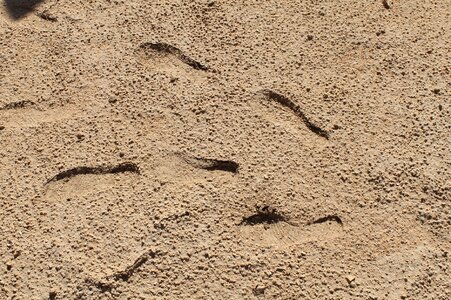 Sandy footprints desert saudi photo