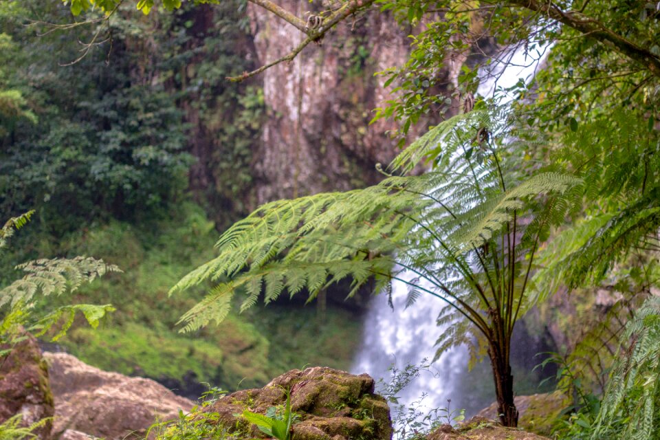 Cyatea biodiversity montane forest