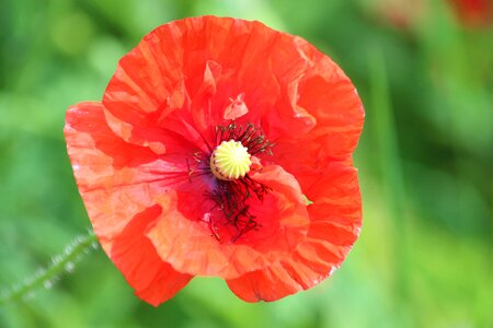 Bloom red green