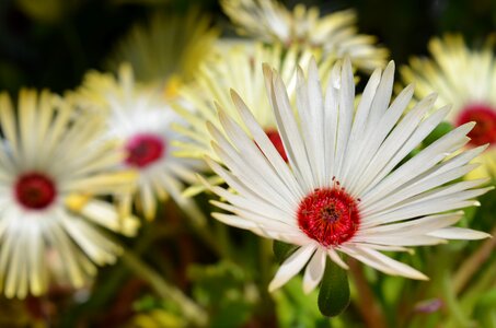 Nature garden white