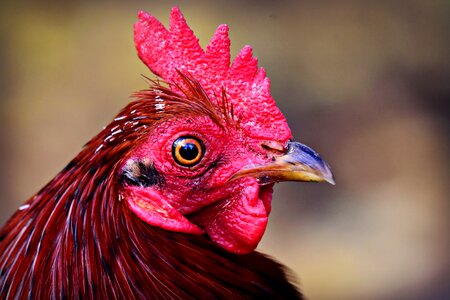 Fowl animal head photo