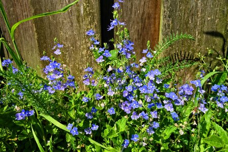 Wildflower herbaceous perennial