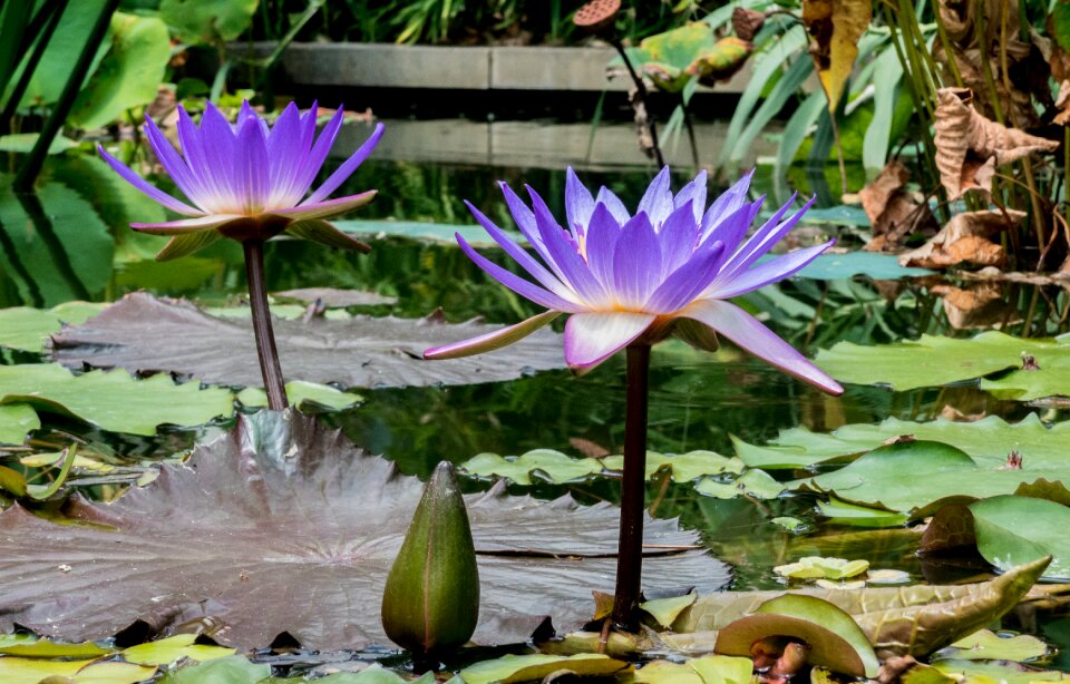 Plant pond flora photo