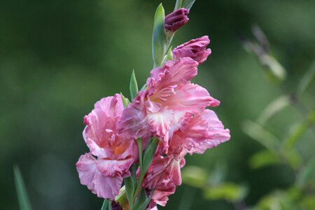 Nature garden flowers plant