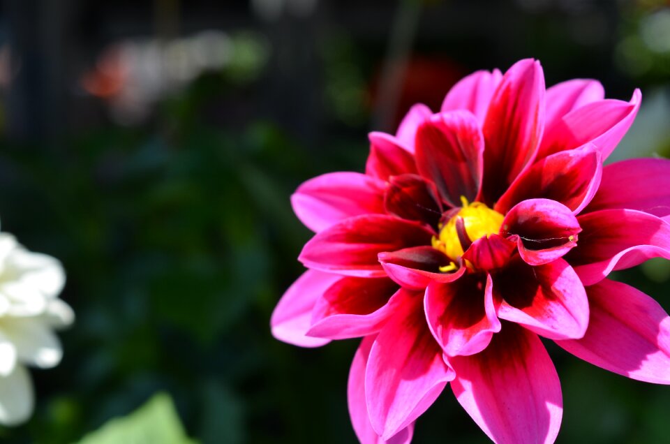 Nature garden dahlia