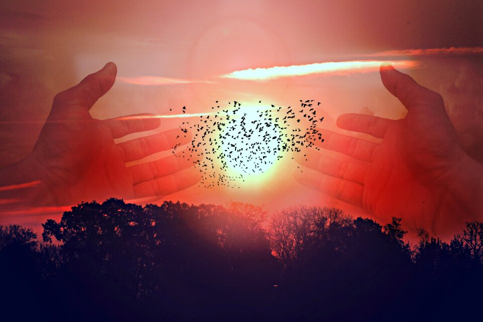 Sunrise flock of birds landscape