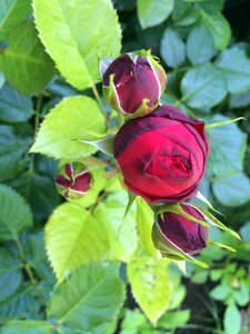 Plant love garden