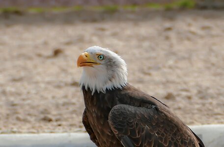 Animal plumage bill photo