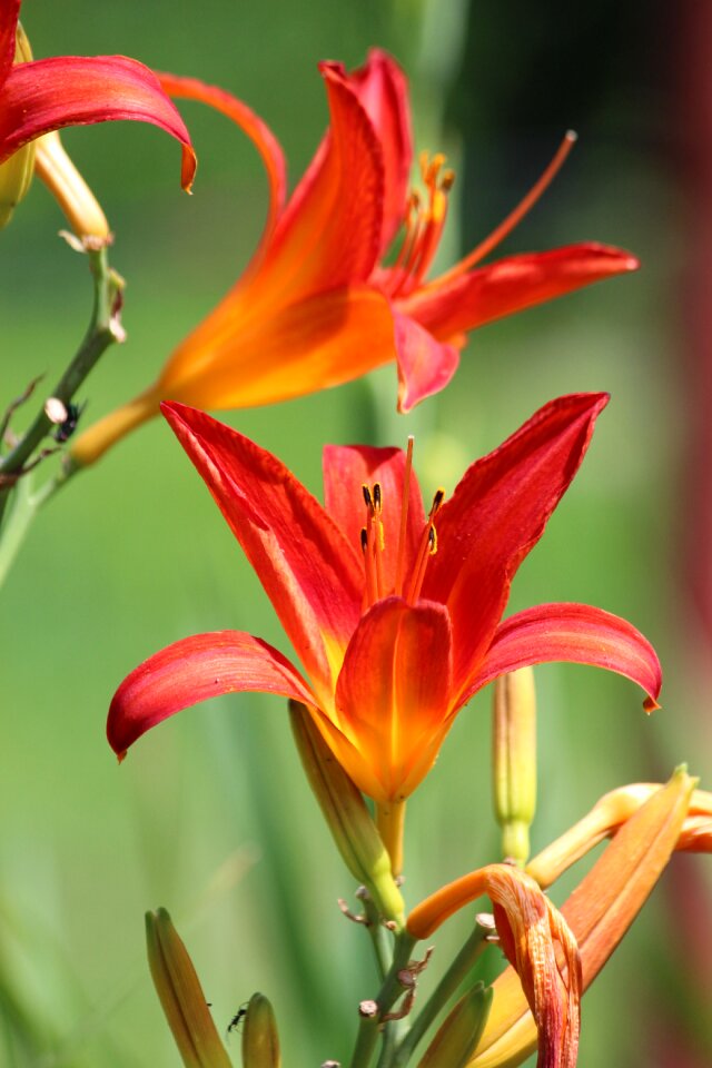 Beautiful bloom nature
