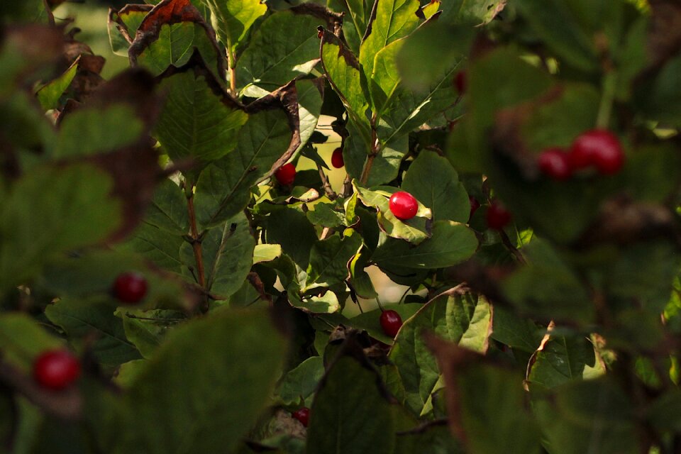 Mature summer light