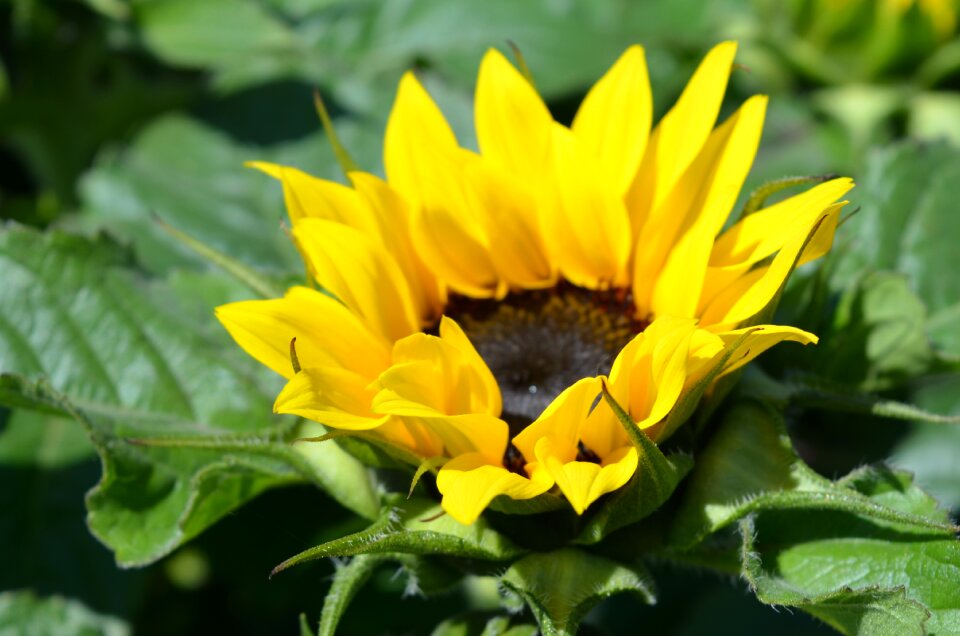Nature garden sunflower