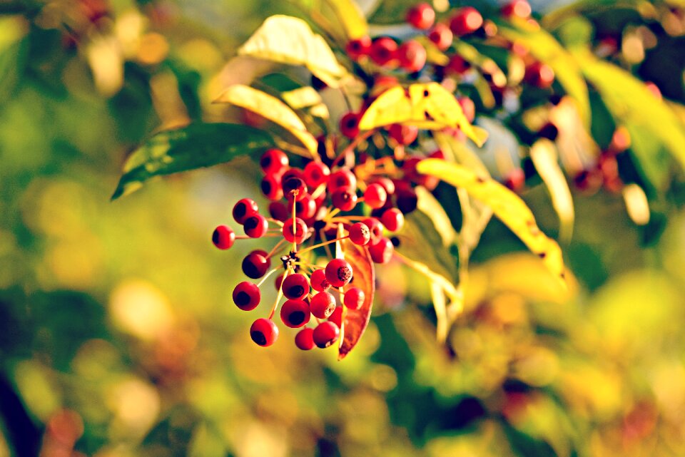 Foliage tree autumn