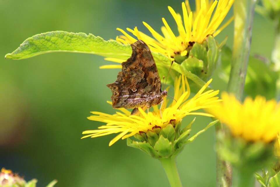Medicinal plant brown yellow