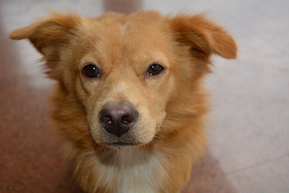 Pets animal Free photos