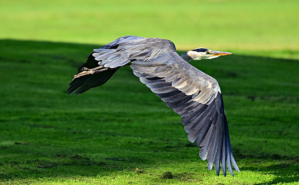 Wildlife flight flying photo