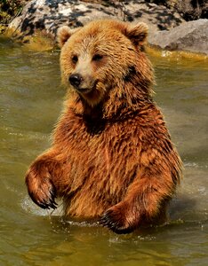 Wild animal furry dangerous