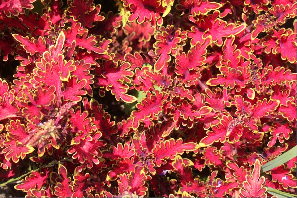 Texture pattern red