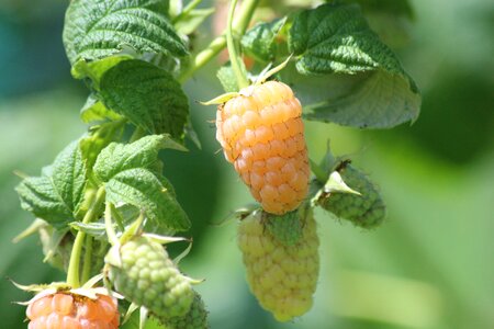 Bush fruit yellow photo