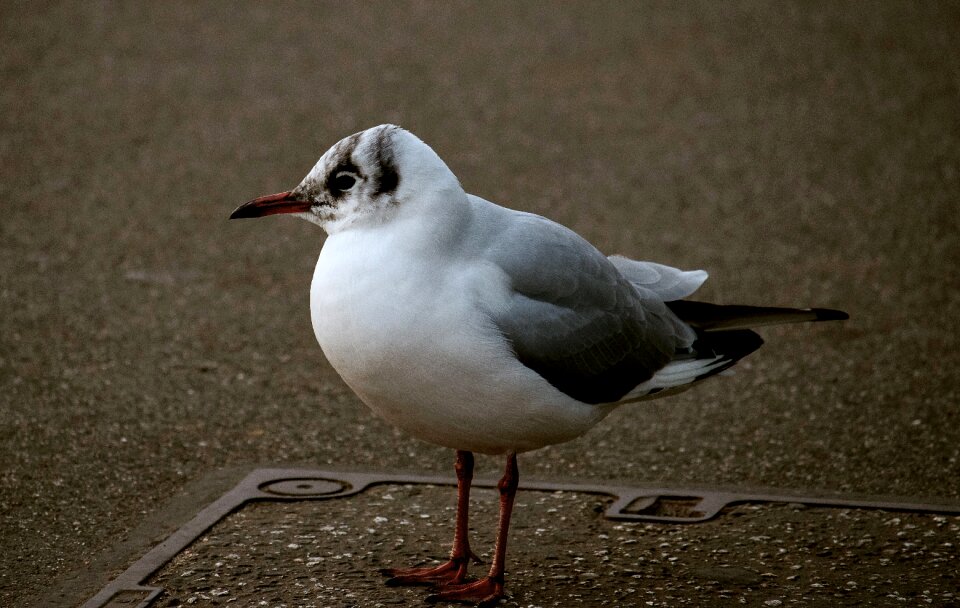 Animal world nature water bird