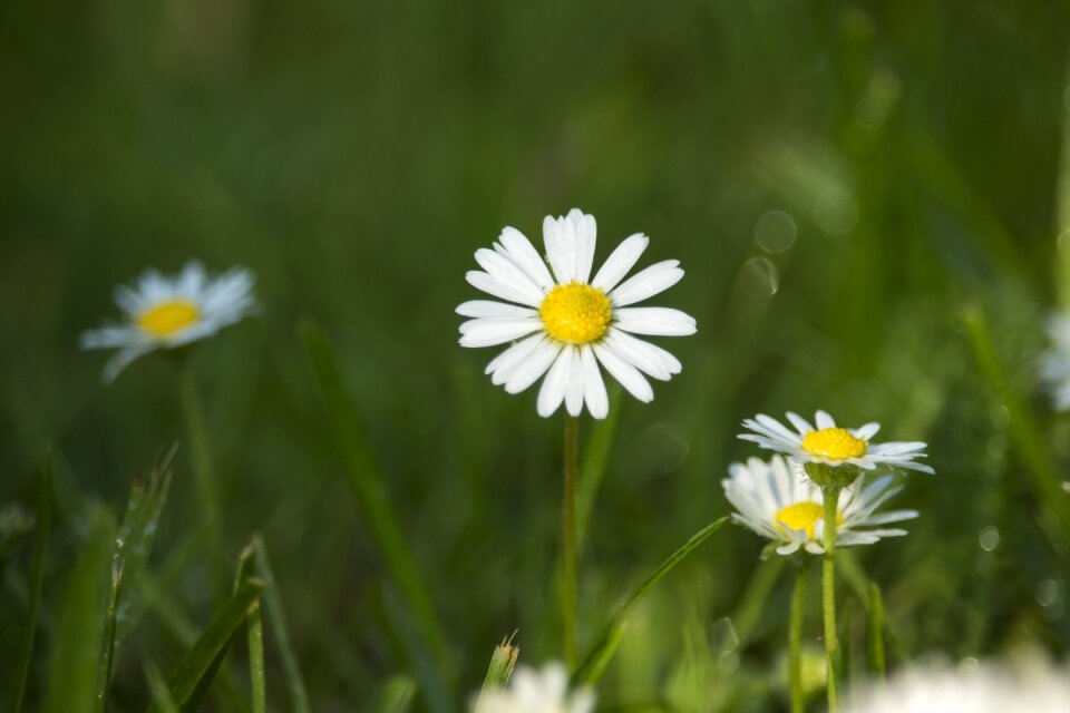 Green summer spring photo