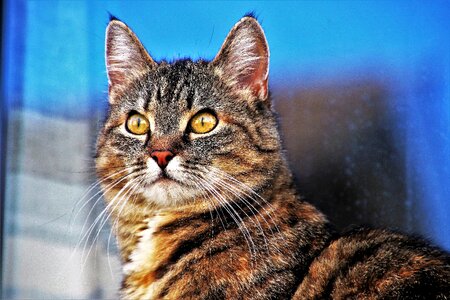 Cat at the court of look photo